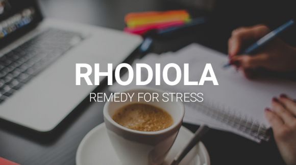 RHODIOLA ROSEA - REMEDY FOR STRESS