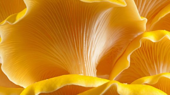 Betaglukaner - Den viktigaste polysackariden i funktionella svampar