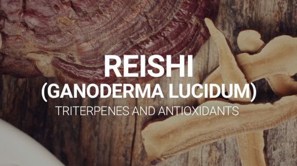 REISHI (GANODERMA LUCIDUM) - TRITERPENES AND ANTIOXIDANTS