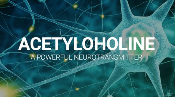 Acetylcholine - a powerful neurotransmitter
